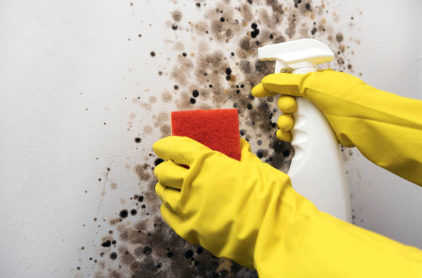 Best Attic Mold Removal  in Slocom, AL